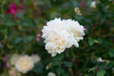 Bahçede güzel bir gül