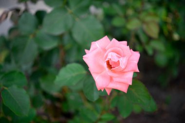 Bahçede güzel bir gül