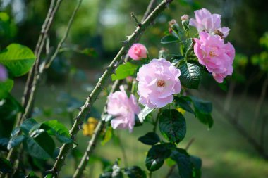 Bahçede güzel bir gül