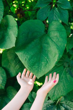 Kocaman yeşil bir yaprak ve elleri var.