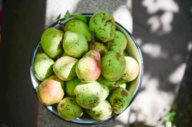 Birçok olgun armut bir tabakta