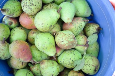 Pek çok olgun armut, iştah açıcı arka plan