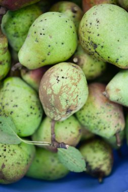 Pek çok olgun armut, iştah açıcı arka plan