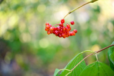 Viburnum, bahçede böğürtlen var.
