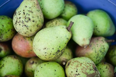 Pek çok olgun armut, iştah açıcı arka plan