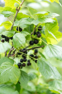 Çalının üstünde siyah frenk üzümü