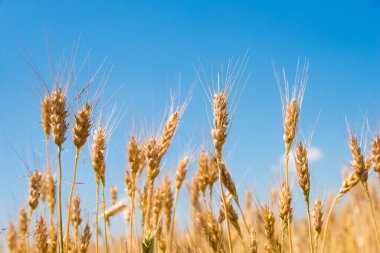 Yazın altın buğday tarlası