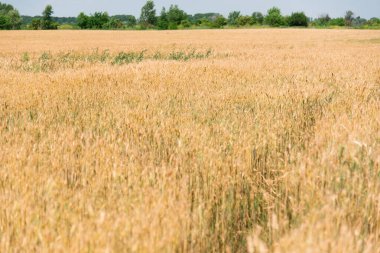 Yazın altın buğday tarlası