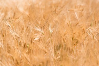 Yazın altın buğday tarlası