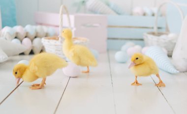 Üç Paskalya Tavuğu ve Yumurtası