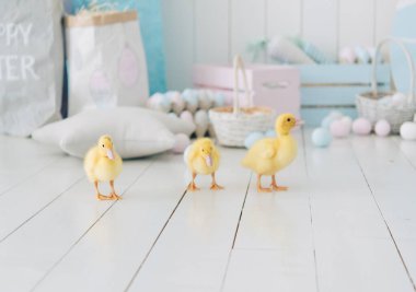 Üç Paskalya Tavuğu ve Yumurtası