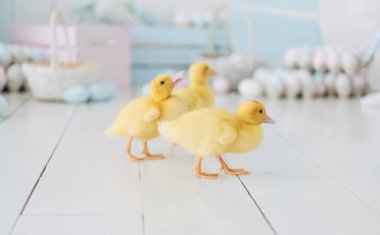 Üç Paskalya Tavuğu ve Yumurtası