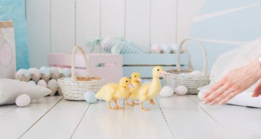 Hafif arka planda küçük sarı ördekler