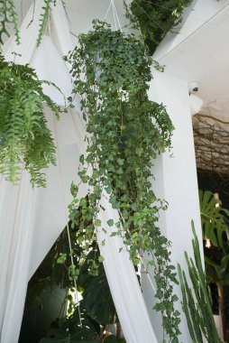 Ev bitkileriyle dekore edilmiş.