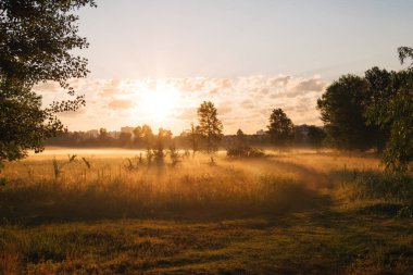Sabah orman manzarasında sarı gün doğumu. Güneşin ışınları ağaçların arasından süzülüyor ve sabah sisi.