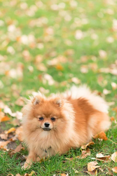 Portrait Young Purebred Dog Pomeranian Spitz Breed Grass Sunny Day — 스톡 사진