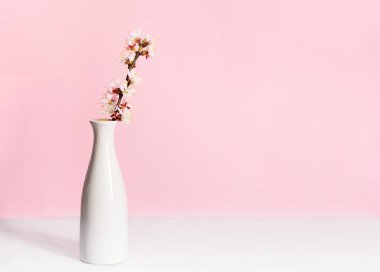 Masanın üzerinde çiçek açan kayısı dalı olan beyaz bir vazo. Arka planda hassas pembe bir arka plan var. Metin için yeri olan minimalist kavram.
