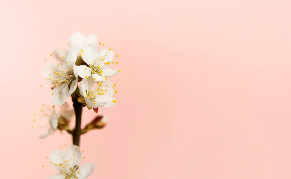 Ветка Абрикосовыми Цветами Тонком Розовом Фоне Маленькие Весенние Цветы Белыми — стоковое фото