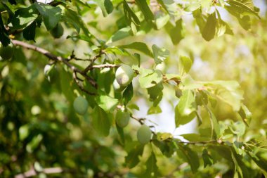 Yazın yeşil erik bahçedeki erik ağacında güneşli bir günde.