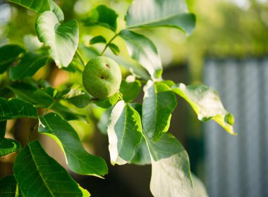 Doğada ceviz ağaçta