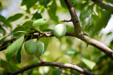Yazın yeşil erik bahçedeki erik ağacında güneşli bir günde.
