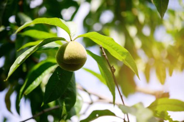 Şeftali bahçedeki şeftali ağacının dalında güneşli bir yaz gününde.