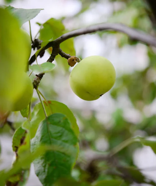 Manzana Una Rama Jardín — Foto de Stock