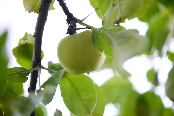 Manzana Una Rama Jardín — Foto de Stock