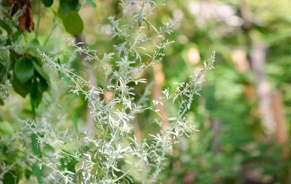 Artemisia Vulgaris Floreciente Lombriz Común Ajenjo Ribera Hierba Felón Ajenjo — Foto de Stock