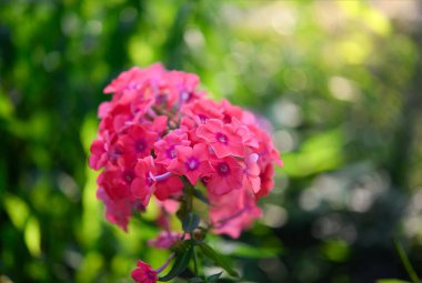 Plox (Phlox paniculata), canlı yaz çiçekleri. Güneşli bir günde bahçede çiçek açan mor fenomen dalları. Yumuşak bulanık seçici odak.