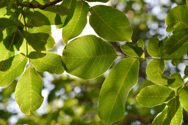 ceviz ağacı, gökyüzüne karşı yeşil yapraklar. Çiçek yeşili arka plan.