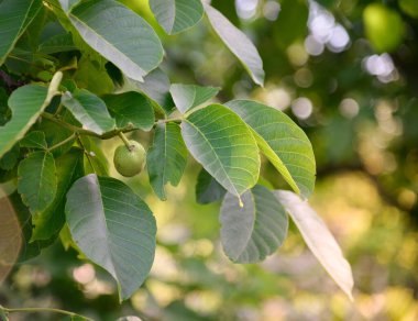 ceviz ağacı, gökyüzüne karşı yeşil yapraklar. Çiçek yeşili arka plan.