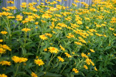 Ekinezya sarı paradoksu, bahçede çiçekler