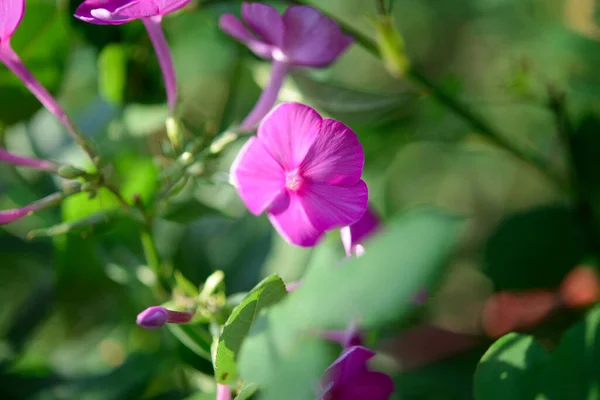Garden Phlox Phlox Paniculata Vivid Summer Flowers Blooming Branches Purple — Stock Photo, Image