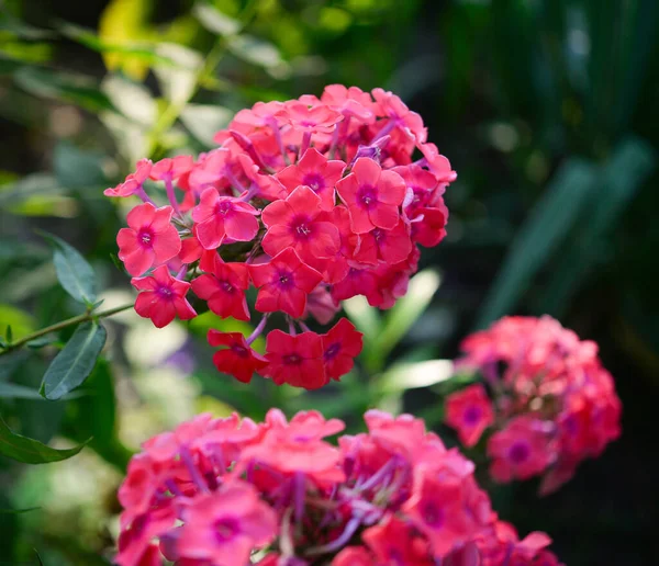 Phlox Jardin Phlox Paniculata Fleurs Été Vives Branches Florissantes Phlox — Photo