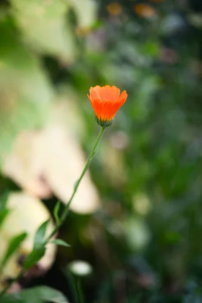 Calendula Calendula Officinalis Pot Marigold Ruddles Kwiat Zielonym Naturalnym Tle — Zdjęcie stockowe