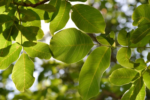 ceviz ağacı, gökyüzüne karşı yeşil yapraklar. Çiçek yeşili arka plan.