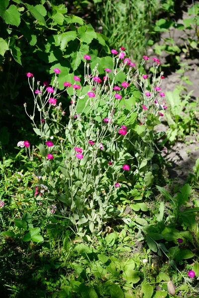 Consolida Sykiriki Vida Selvagem Flores Jardim — Fotografia de Stock