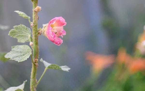 Mallow Kalachiki Malveae Malva Verticillata Ogrodzie Świetne Tle Kalendarz Okładki — Zdjęcie stockowe