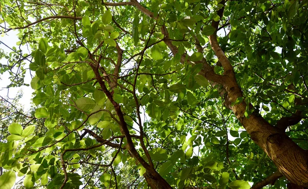 クルミの木空に緑の葉 花緑の背景 — ストック写真