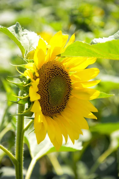 1つのひまわり クローズアップ 夏の晴れた日にひまわり畑に植物 — ストック写真