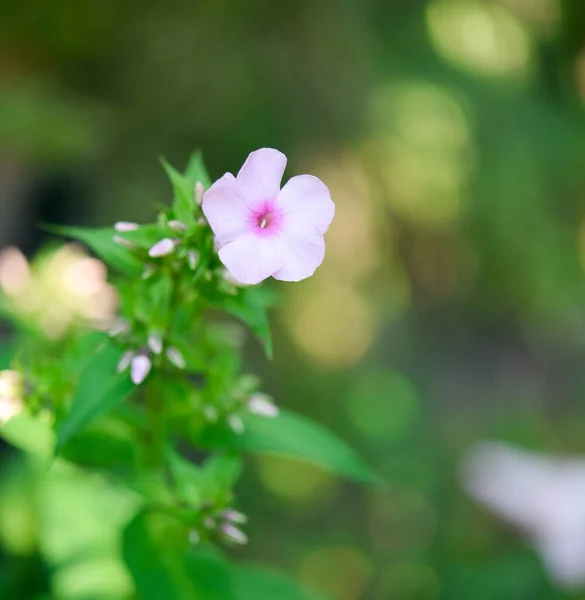 Kerti Flox Phlox Paniculata Élénk Nyári Virágok Virágzó Ágak Rózsaszín — Stock Fotó