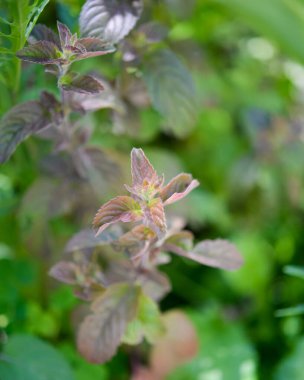 Mentha piperita (naneli çikolata), bahçede bir bitki.