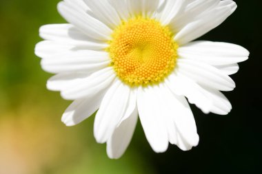 Bahçedeki yeşil arka planda beyaz bir papatya çiçeği. Yakın plan..