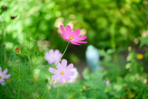 Cosmos Flores Hermosas Jardín — Foto de Stock