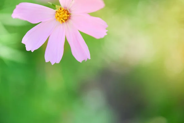 Cosmos Flores Hermosas Jardín Primer Plano Una Postal Espacio Para — Foto de Stock