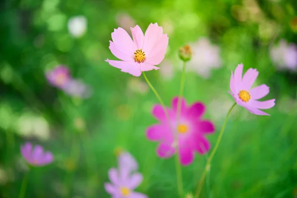 Cosmos Flores Bonitas Jardim — Fotografia de Stock