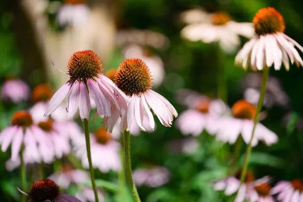 Kwitnący Fioletowy Stożek Echinacea Purpurea Wschodnio Fioletowy Coneflower Lub Jeż — Zdjęcie stockowe