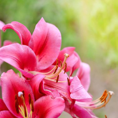 Bahçede parlak kırmızı zambak çiçeği. Arkaplan, takvim, kapak için harika.