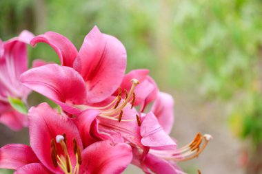 Bahçede parlak kırmızı zambak çiçeği. Arkaplan, takvim, kapak için harika.